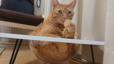 【ぽっちゃり猫ちゃんでも安心】おしゃれな透明のカプセルテーブルで肉球観察