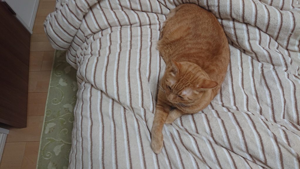 あったかくて幸せ 猫が飼い主さんと寝る時の位置で分かる性格の違い もふもふ茶トラ猫
