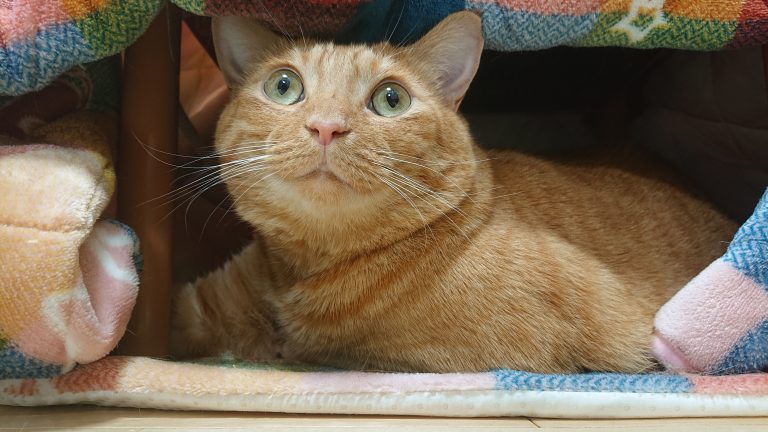 茶トラ猫