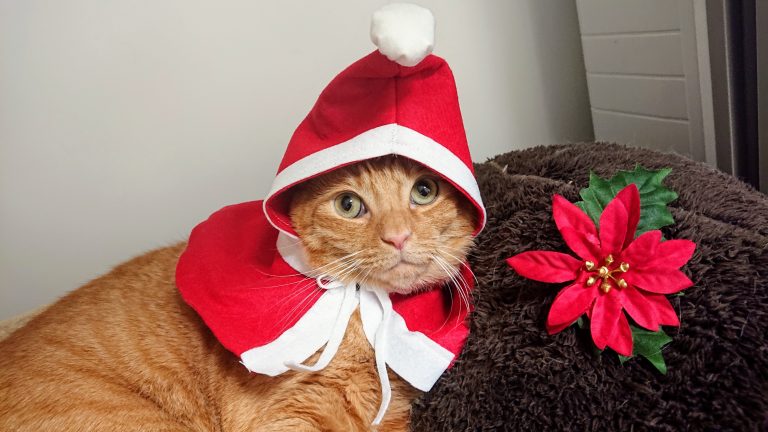 猫のかぶりもの クリスマス用に帽子付きサンタケープを手作りしてみました もふもふ茶トラ猫