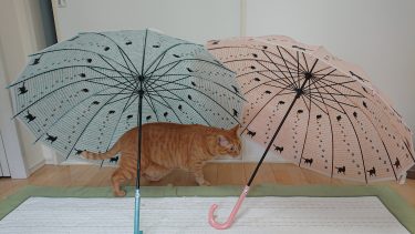 【猫好きさんにおすすめ】猫柄のビニール傘・猫柄の折りたたみ傘を購入しました。