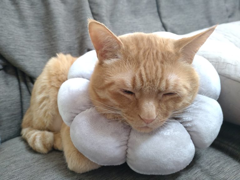 ポンデライオンの様な猫