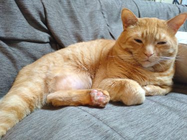 【そろそろシニアの仲間入り】我が家の猫、７歳になりました!